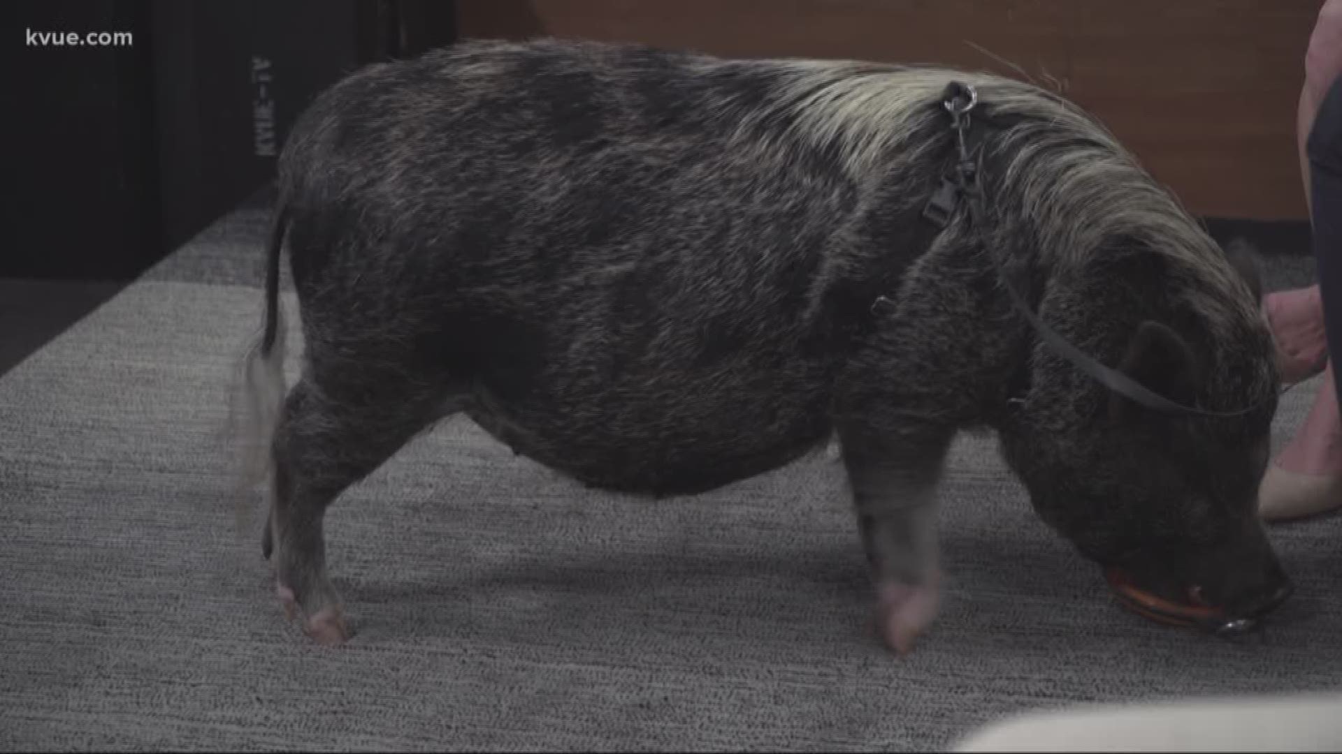 The Central Texas Pig Rescue has plenty of pigs looking for a good home.