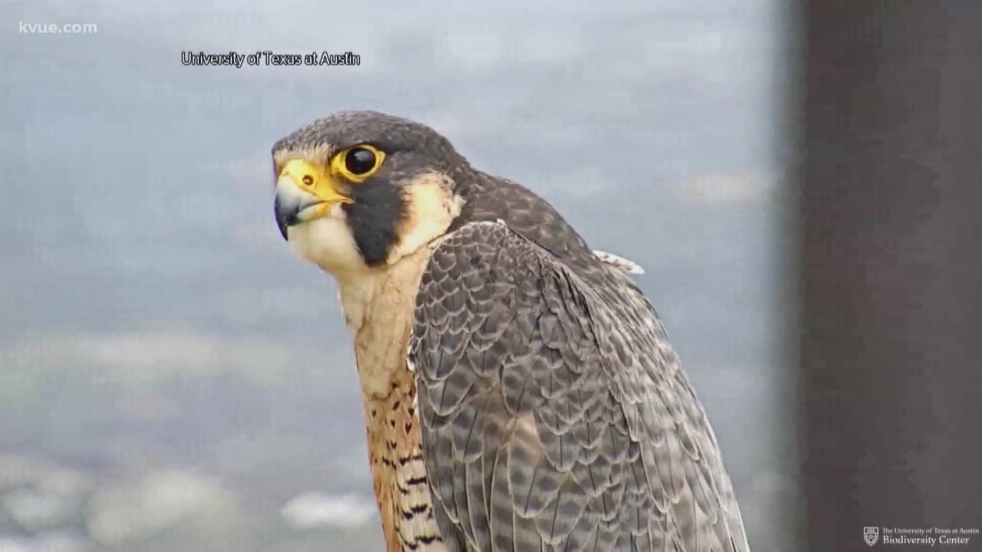 A female falcon has made her home at the top of the University of Texas Tower. A lot of of people are watching what the future holds for the bird.