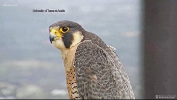 University Of Texas Tower Falcons Eggs Not Likely To Hatch