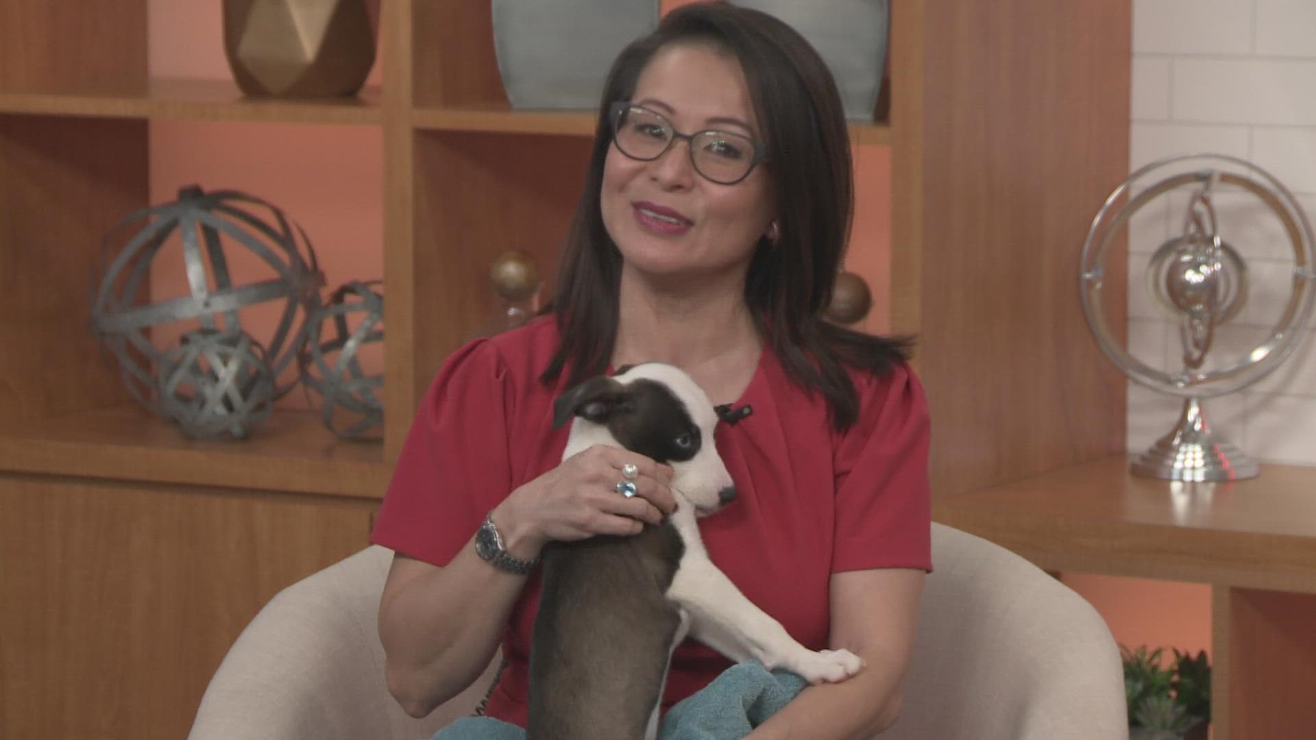 Juan Negrette with Austin Pets Alive! introduces us to a 2-month-old terrier mix named Rosa.