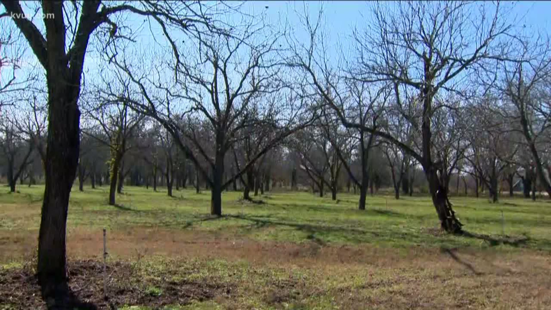 A rainy fall ruined many of this year's local pecan crops.