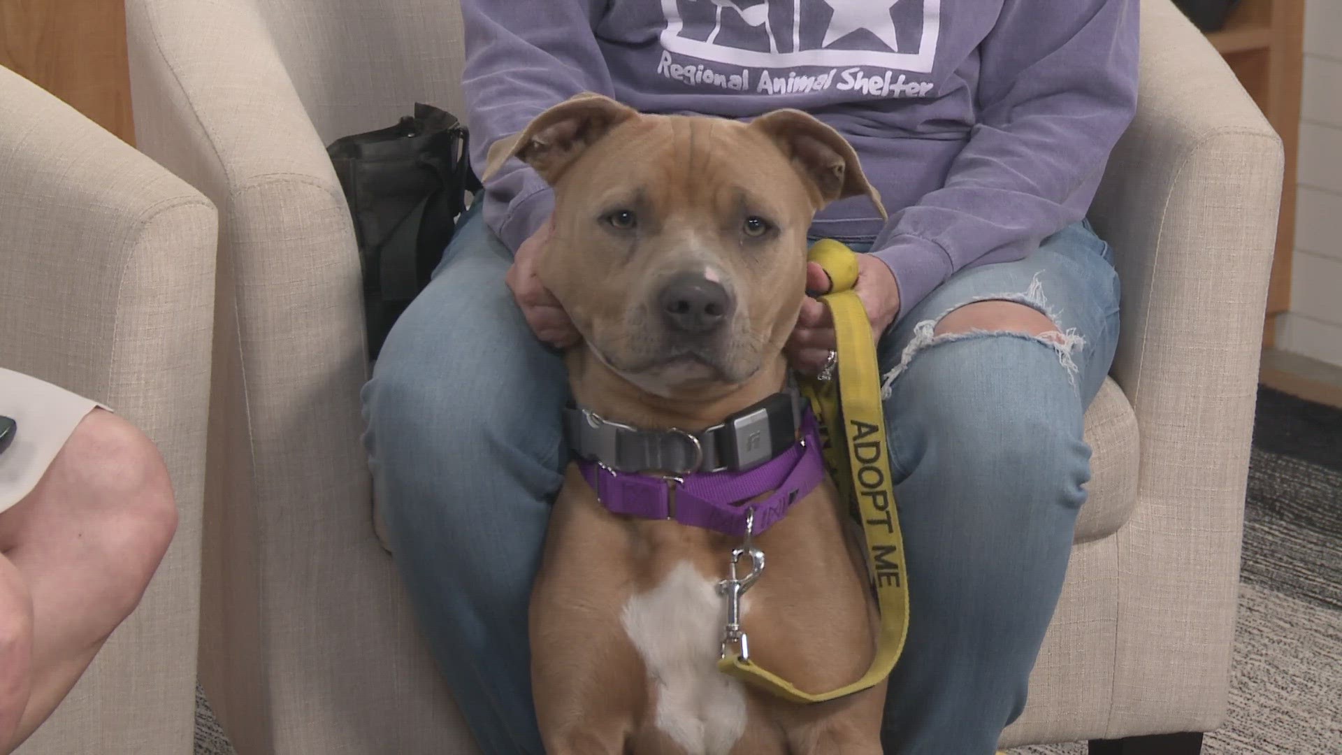 Every Friday on KVUE Midday, we feature an adorable dog available for adoption. This week, April Peiffer with the Williamson County Regional Center brought in Luke!
