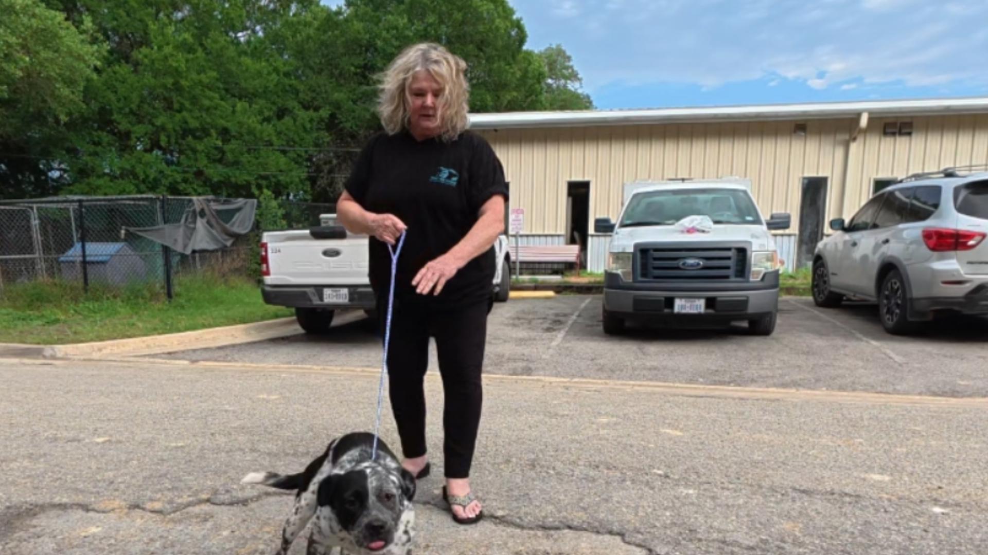 Austin woman's nonprofit saves dogs by relocating them from crowded ...