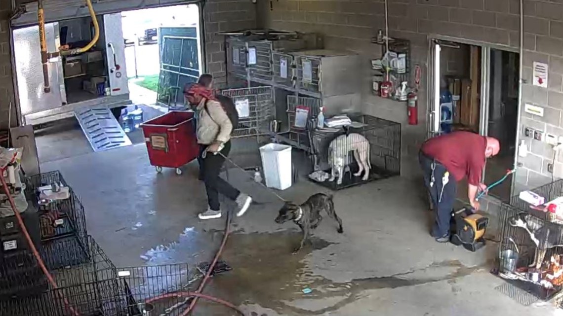 Mystery of missing dog at San Marcos animal shelter unsolved - Vimarsana News