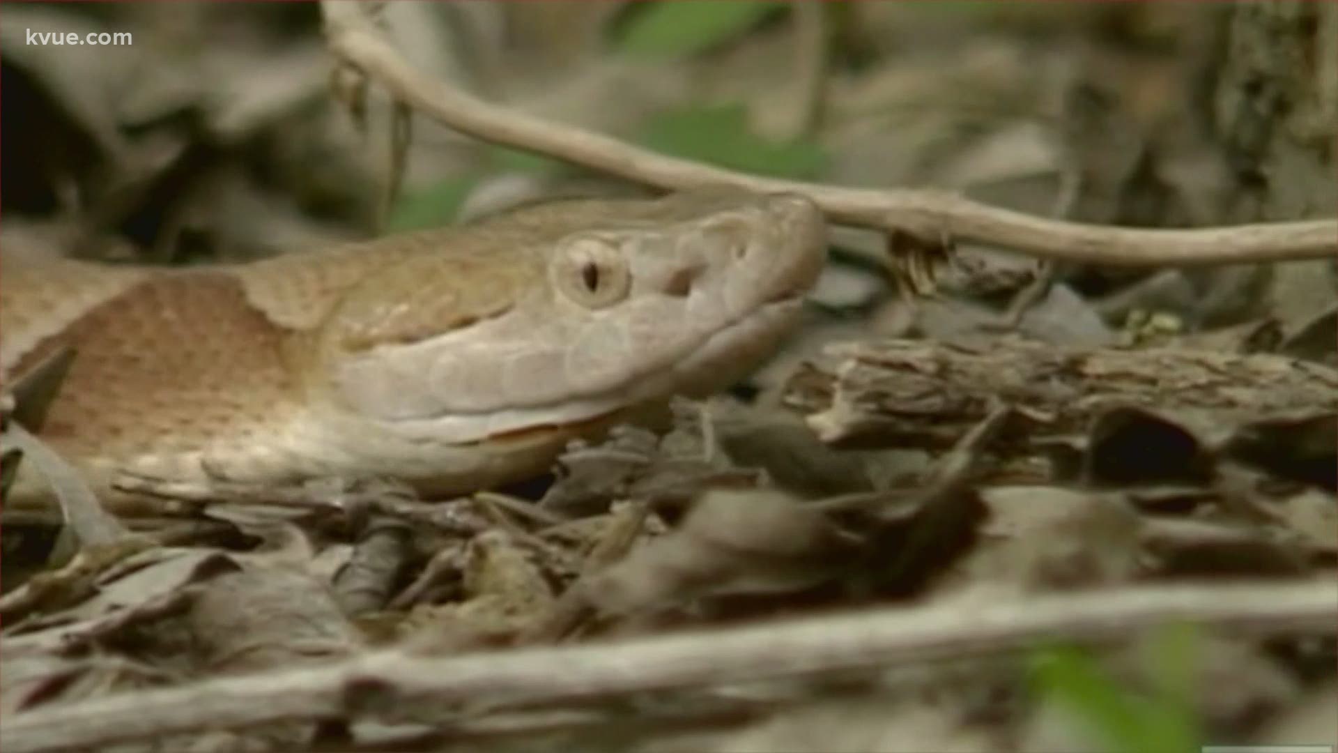 Beware of snakes! Springtime in Central Texas brings out slithering  serpents 