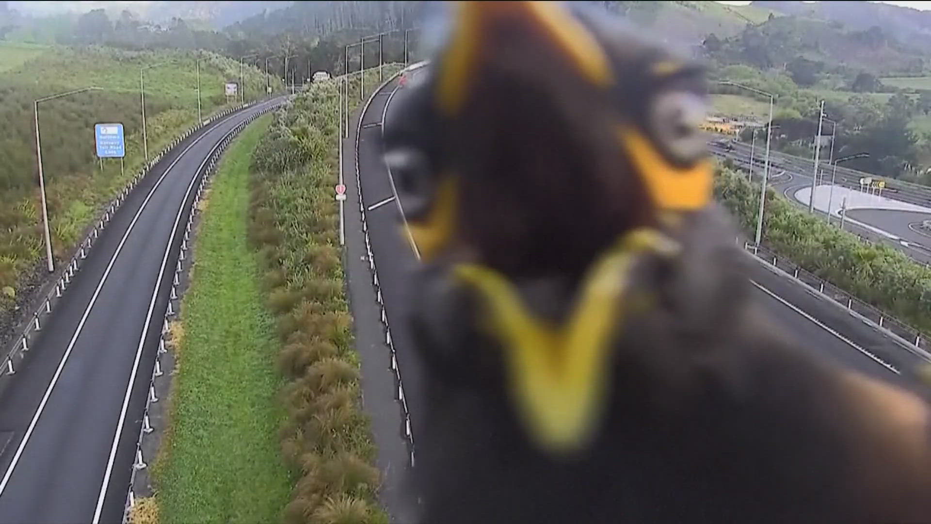 The Myna bird was caught on a motorway camera near Auckland, New Zealand.