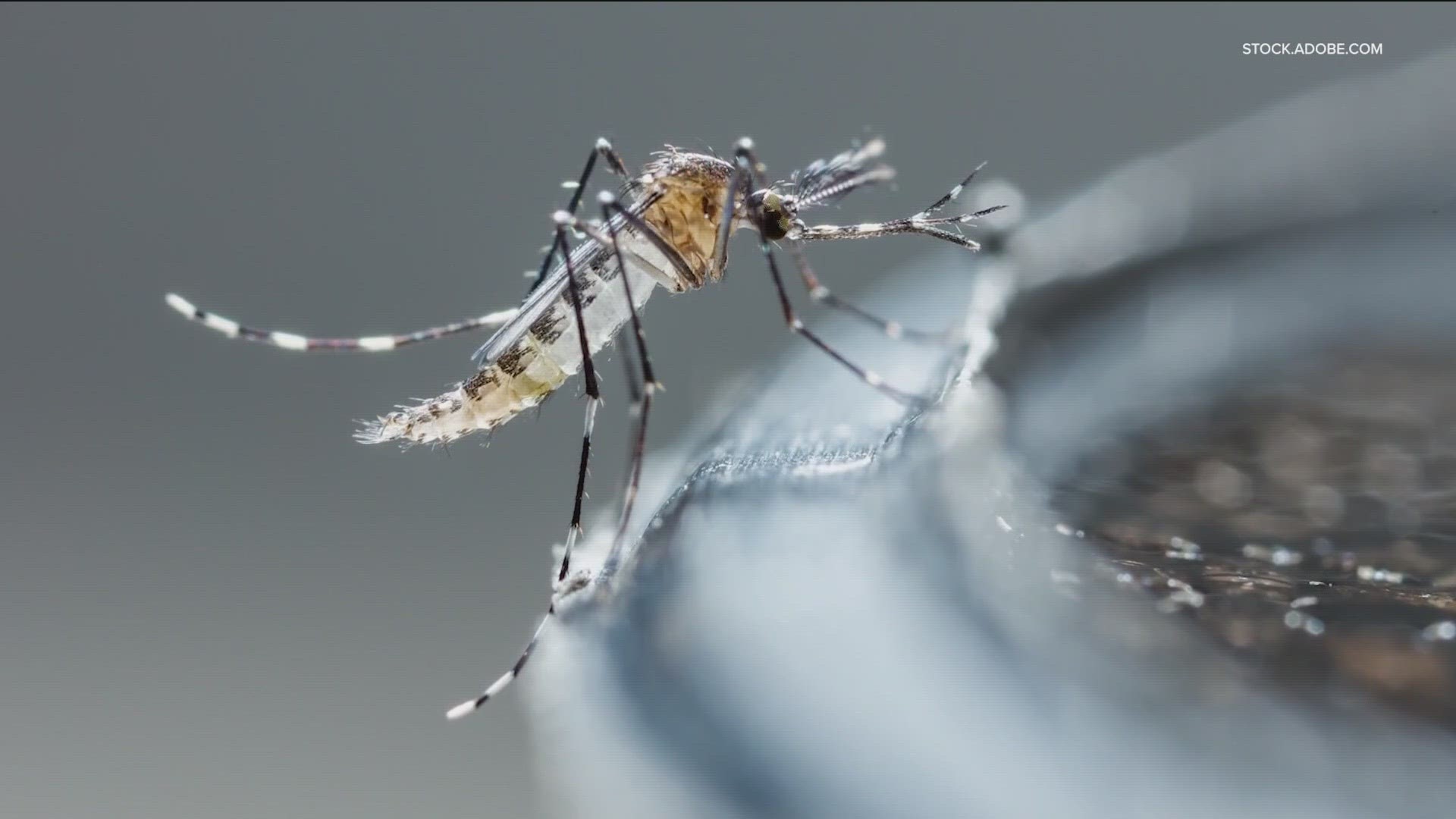 As of yet, there have been no cases of West Nile virus found in a human in Central Texas.