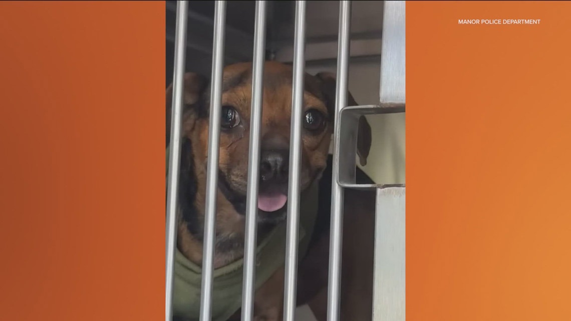 Dog dies after being left outside in Manor | kvue.com