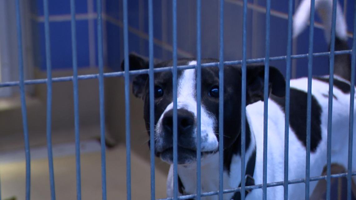 Incarcerated veterans training shelter dogs through new partnership