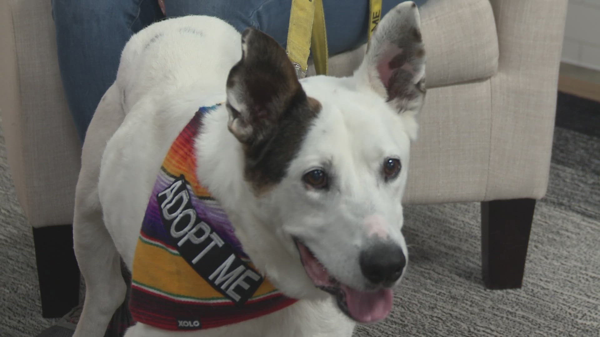 For this Pet of the Week segment, April Peiffer with the Williamson County Regional Animal Shelter brought in 7-year-old Maverick.