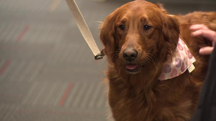 Meet Luna, a therapy dog helping Williamson County students manage their emotions