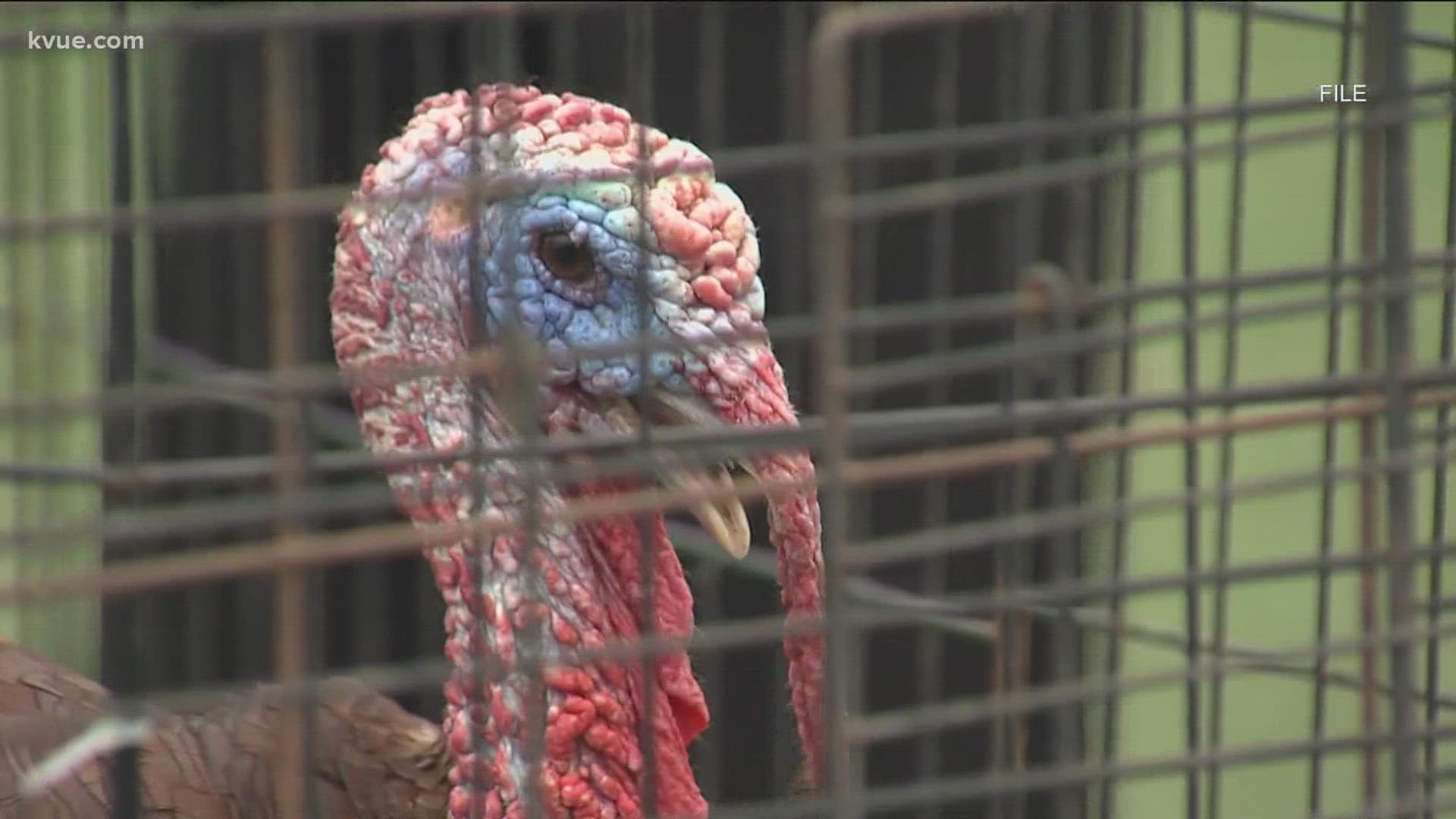 Youngsters from across the Austin area are coming together Thursday to kick off Turkey Trot season.