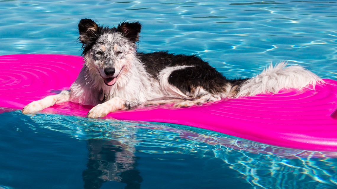 Tips for keeping your dog cool in the summer