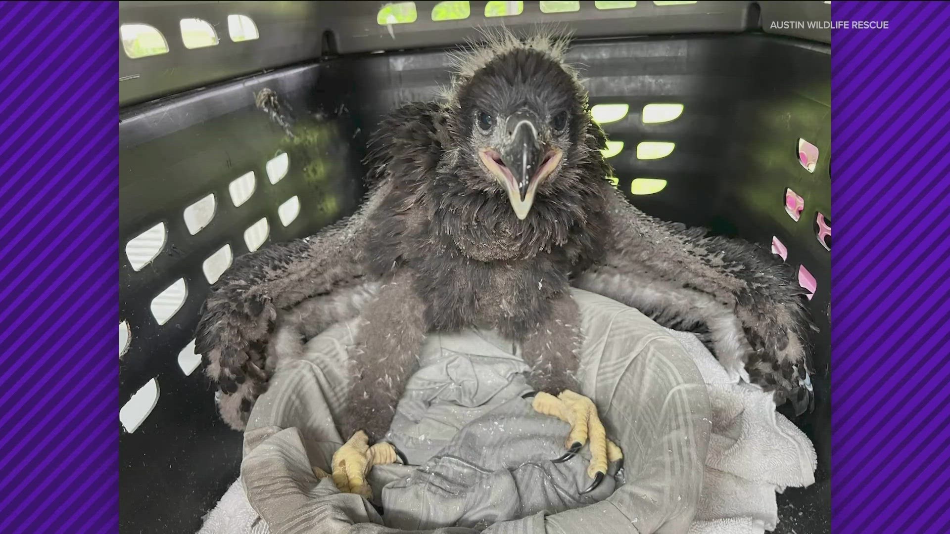 A baby bald eagle is on the mend after a storm knocked it out of a tree.