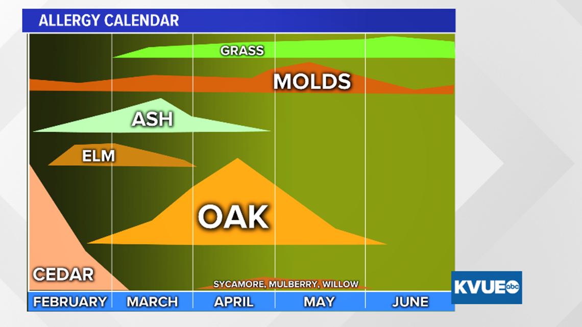 Oak pollen appears for the first time this season around Austin
