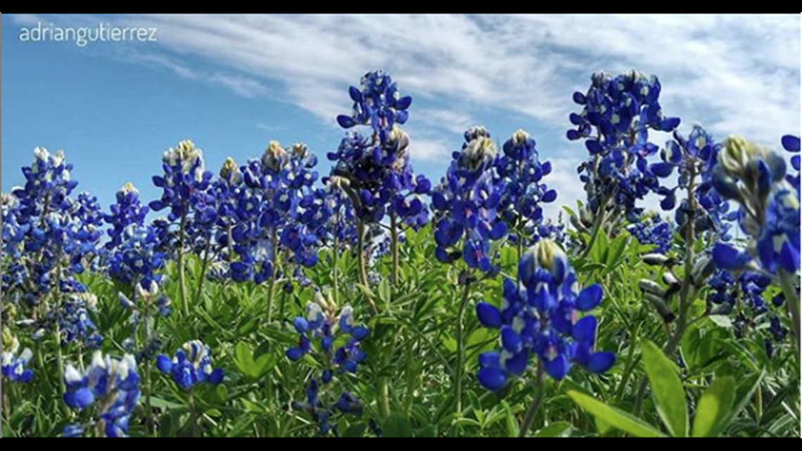 How to harvest seeds and when to pull up your plants