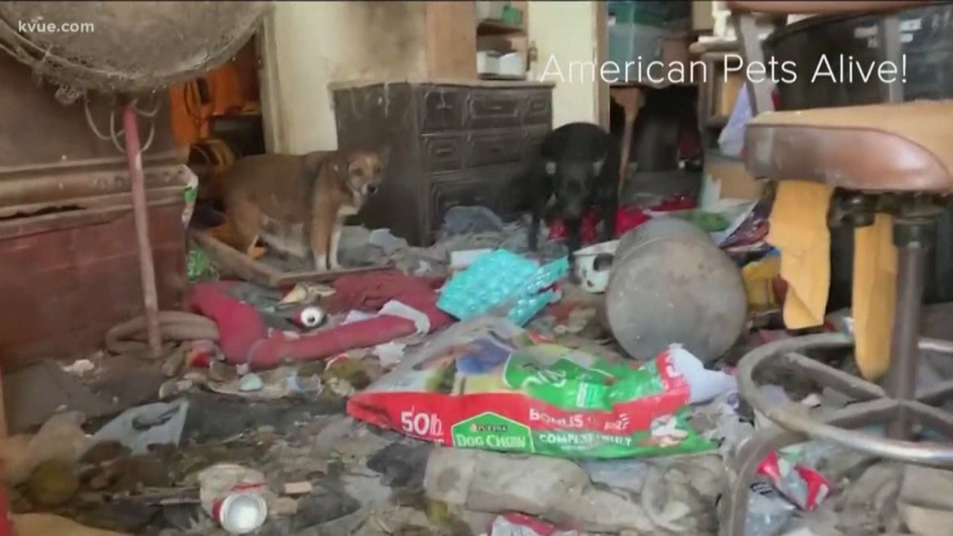 Austin Pets Alive! helps rescue 58 dogs at rural Texas property 