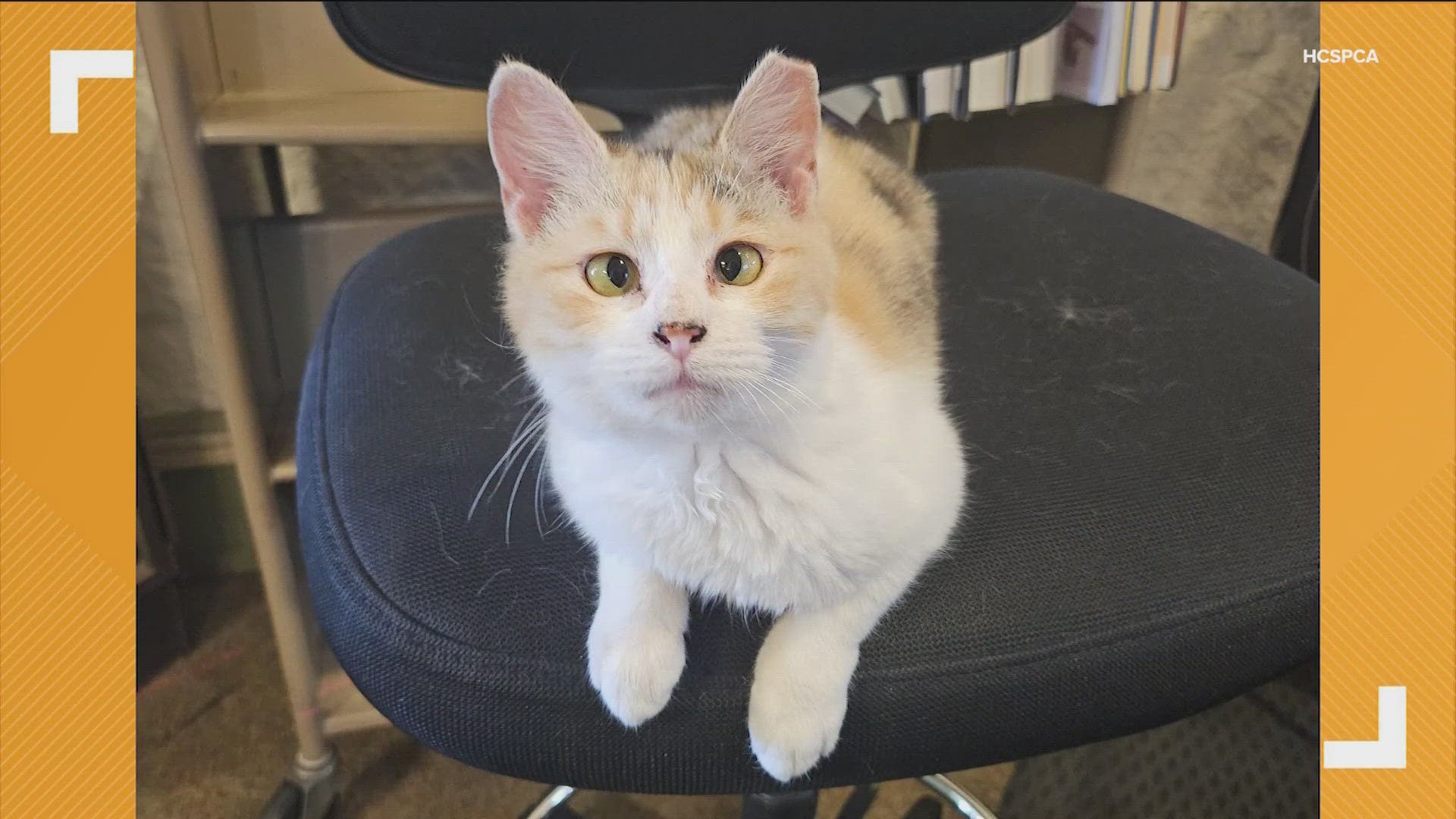 "Pepper" the cat won't be permitted at the Pioneer Memorial Library after a judge's recent ruling. 