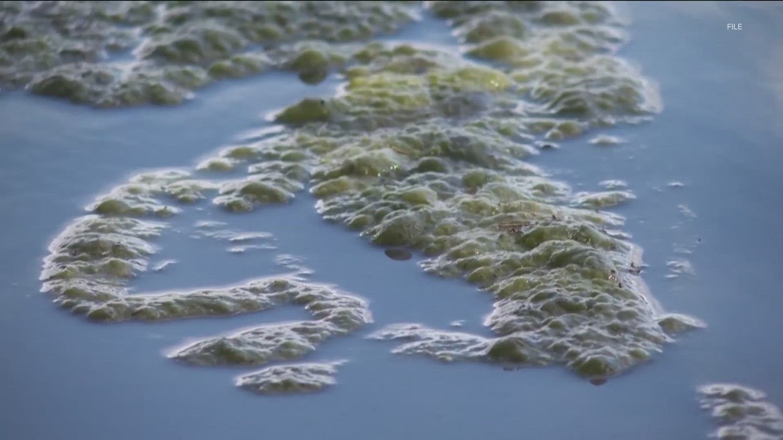 2023年奥斯汀市成为观察有毒藻类爆发最严重的城市之一
