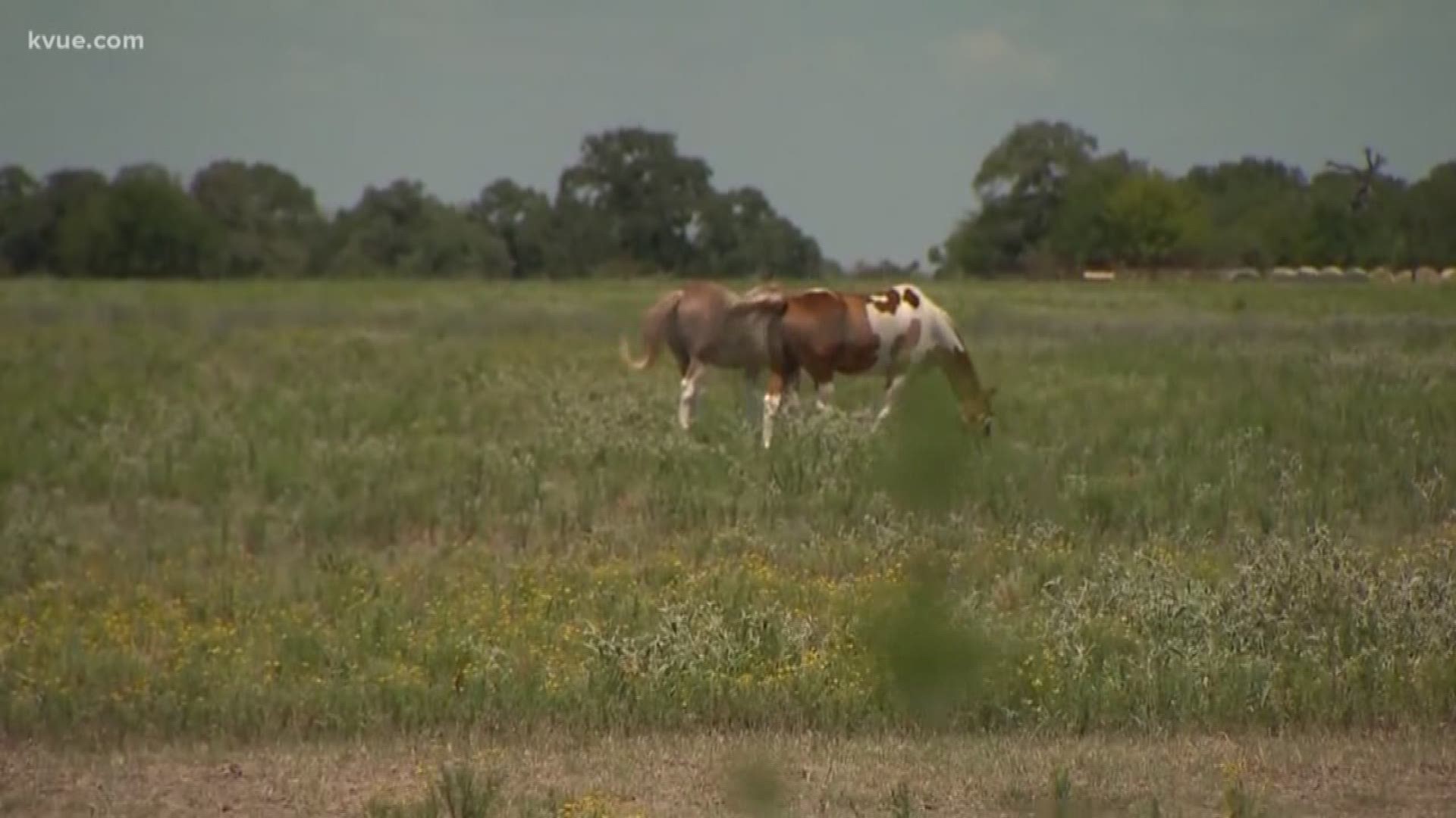 The Humane Society of the United States has joined Bastrop County animal activists in asking county commissioners to put animal cruelty on a future agenda.

This comes as the Bastrop County Sheriff's Office continues looking into allegations of animal abu