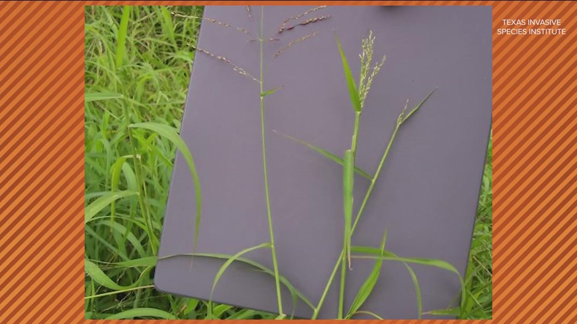 Invasive grass species spreading through Central Texas