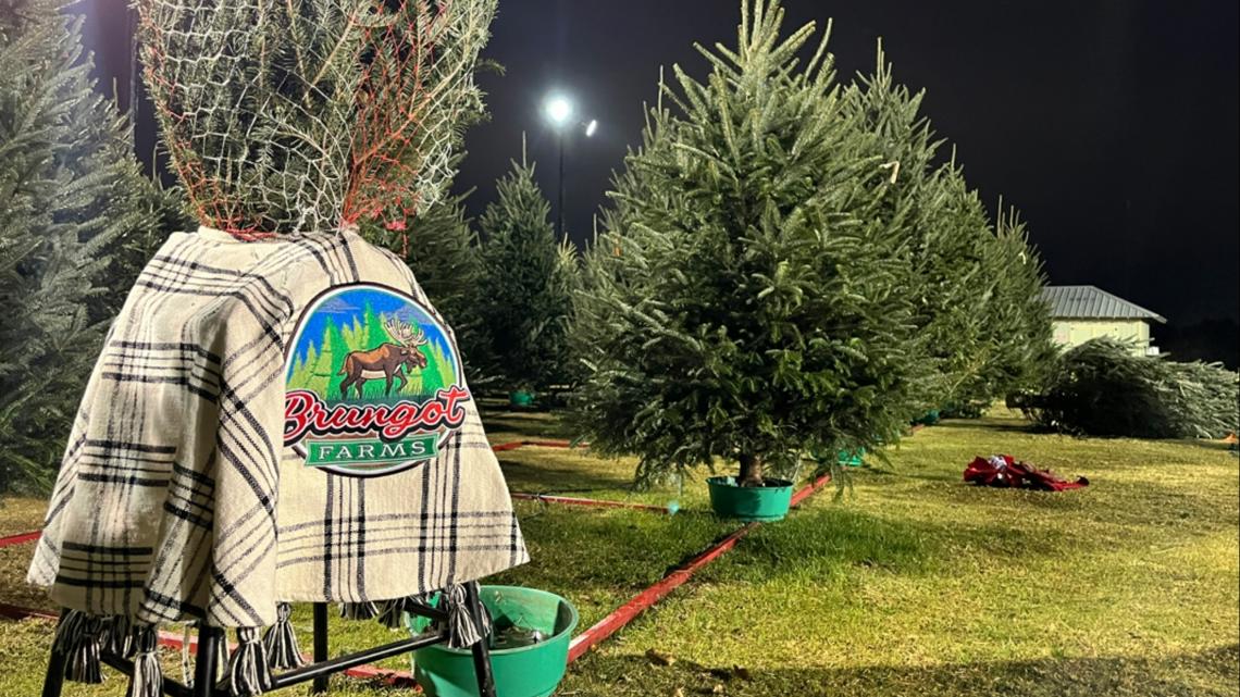 Cedar Park Christmas tree farm sees booming business after pandemic ...