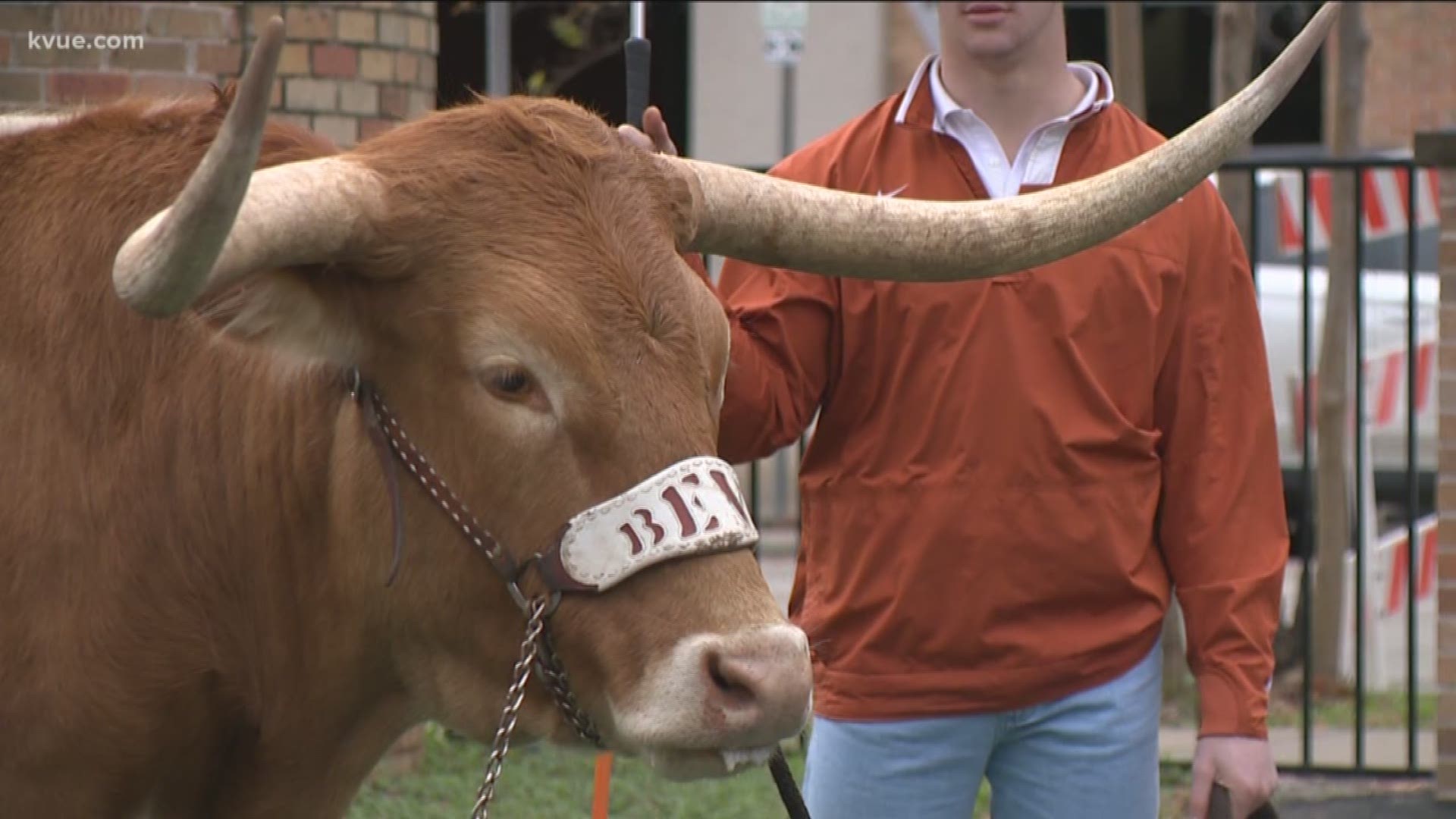 The chilly weather in Austin didn't stop Longhorn lovers from celebrating Bevo's 102nd birthday.