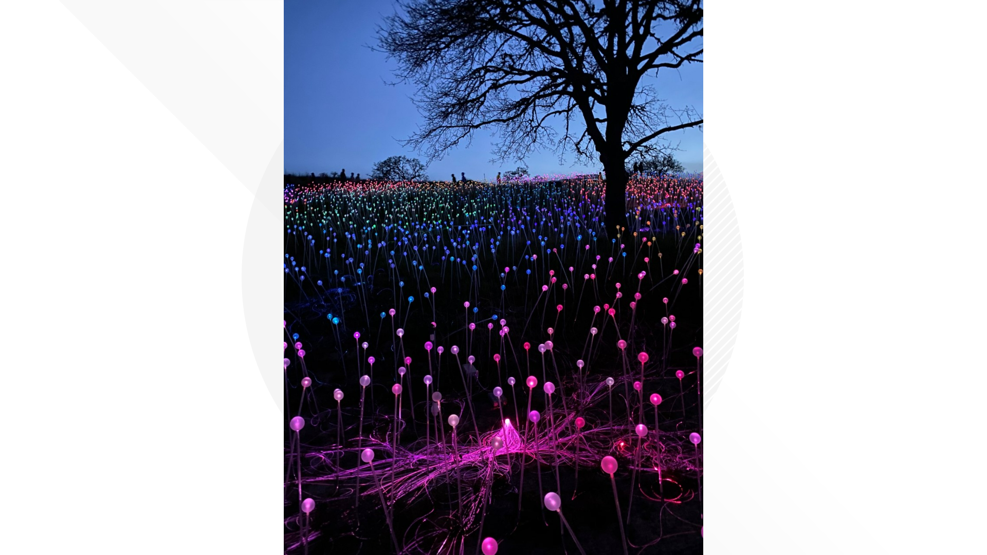 'Field of Light' immersive installation at Lady Bird Johnson Wildflower