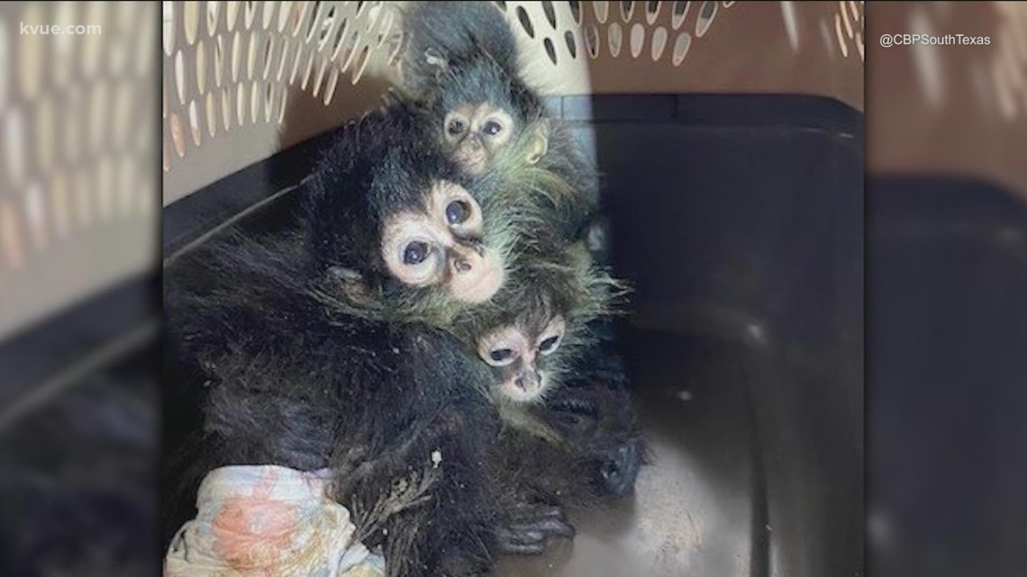 Border Patrol finds 4 spider monkeys in a duffel bag