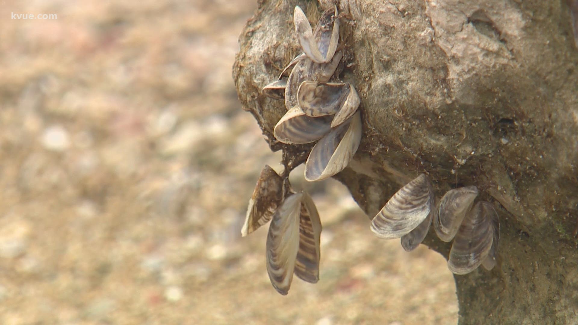 Just over three years after first appearing in Lake Travis, zebra mussels are everywhere. Pattrik Perez shows what happens when visitors come unprepared.