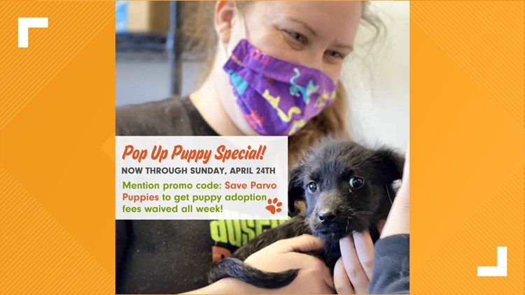 Austin Pets Alive! temporarily waiving puppy adoption fees at Town Lake Animal Center