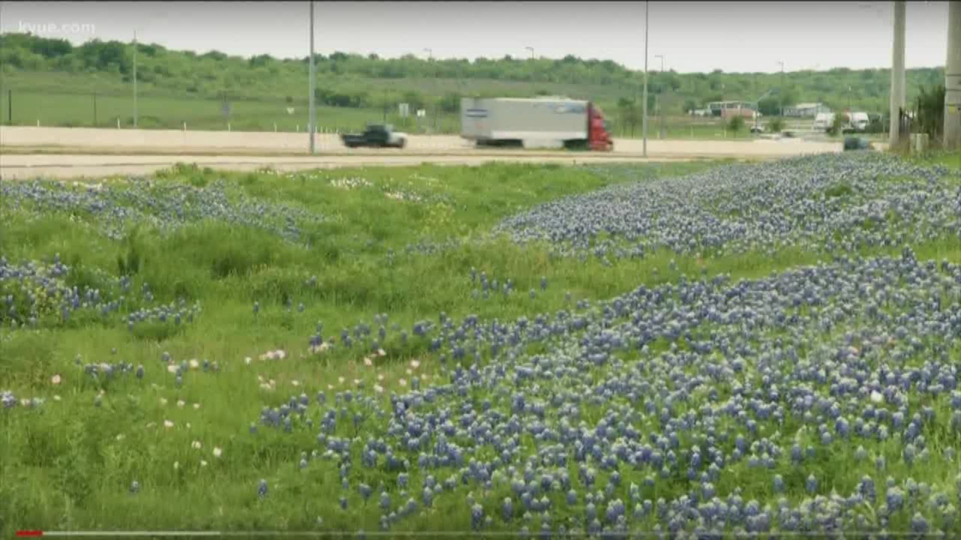 In order to enjoy those beautiful Texas wildflowers in the spring, officials say now is the time to plant.