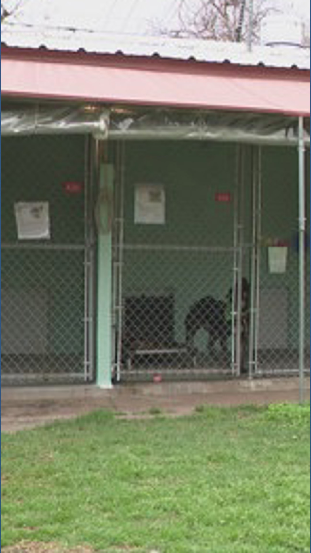 Over 300 animals helped at Austin adoption event | kvue.com