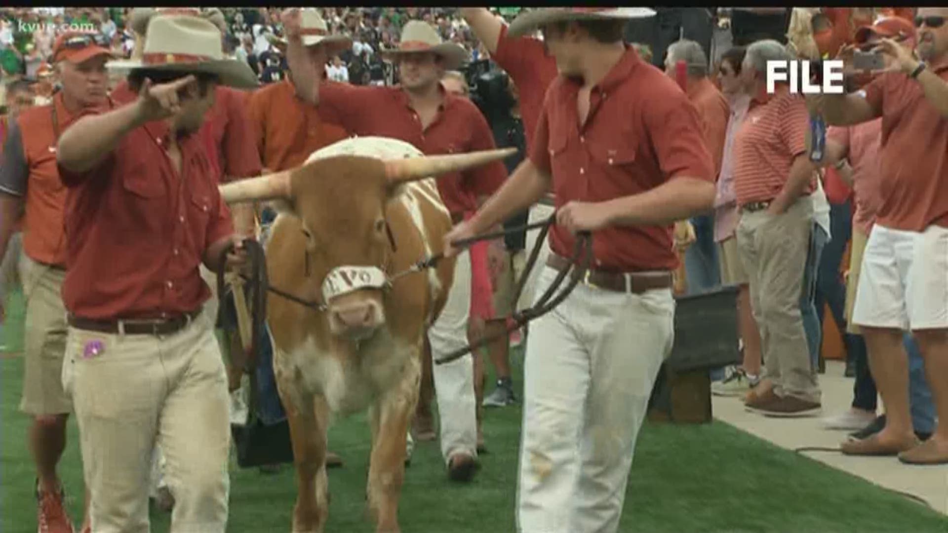 The University of Texas celebrated the birthday of its beloved mascot, Bevo.