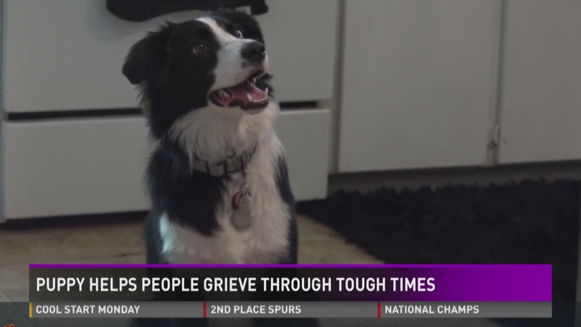 Puppy helps people grieve during tough times