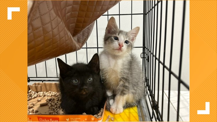 Adopt a free kitten on Saturday at Domain NORTHSIDE