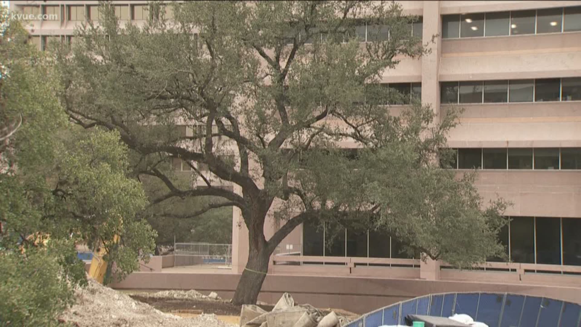 Austin crews will be taking down some street signs and even traffic signals on Sunday to move a massive live oak tree out of a construction zone.