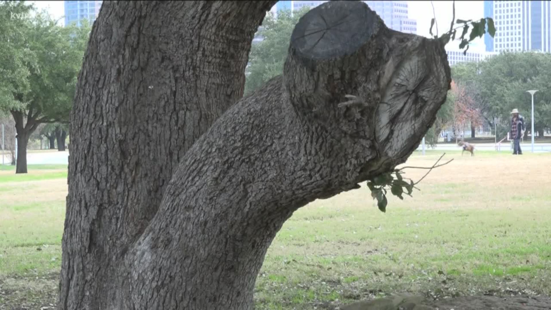 Protecting and preserving historic trees is not a new issue for Austin.
