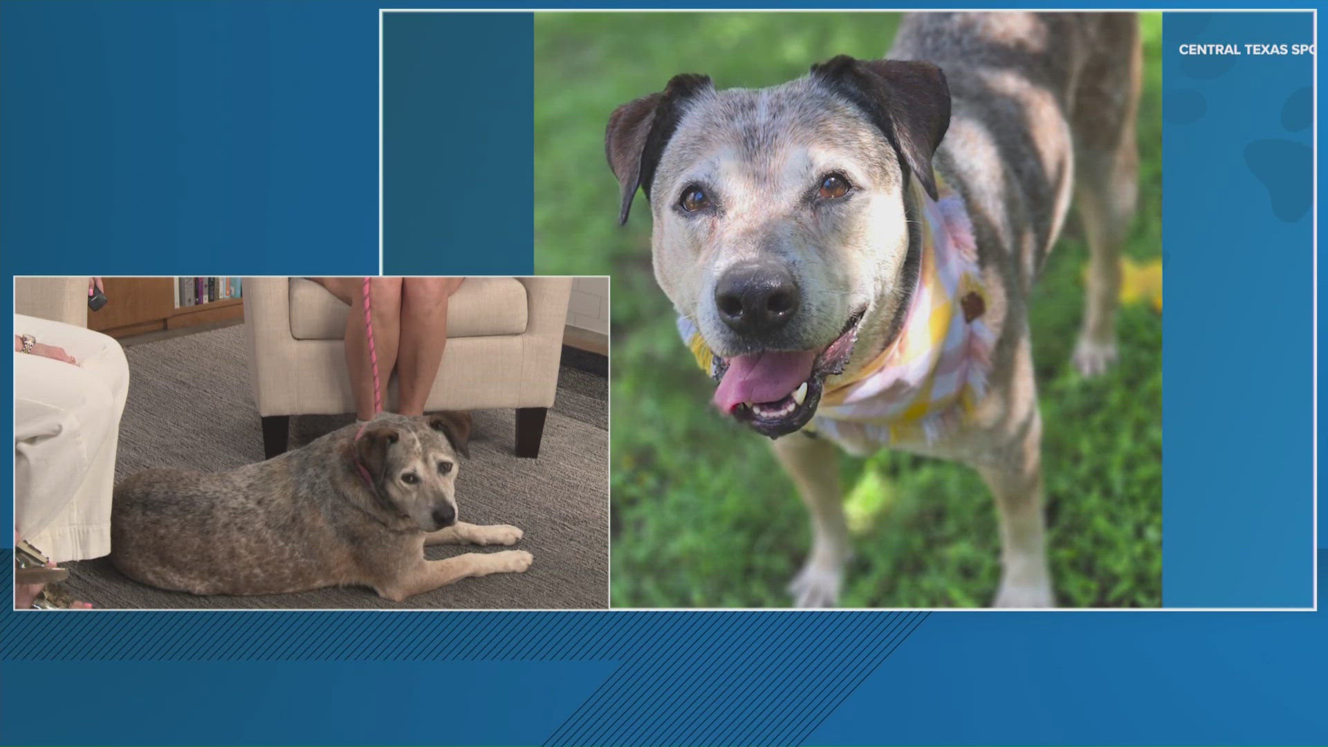 The Central Texas SPCA made its debut on Pet of the Week, introducing us to Montana.