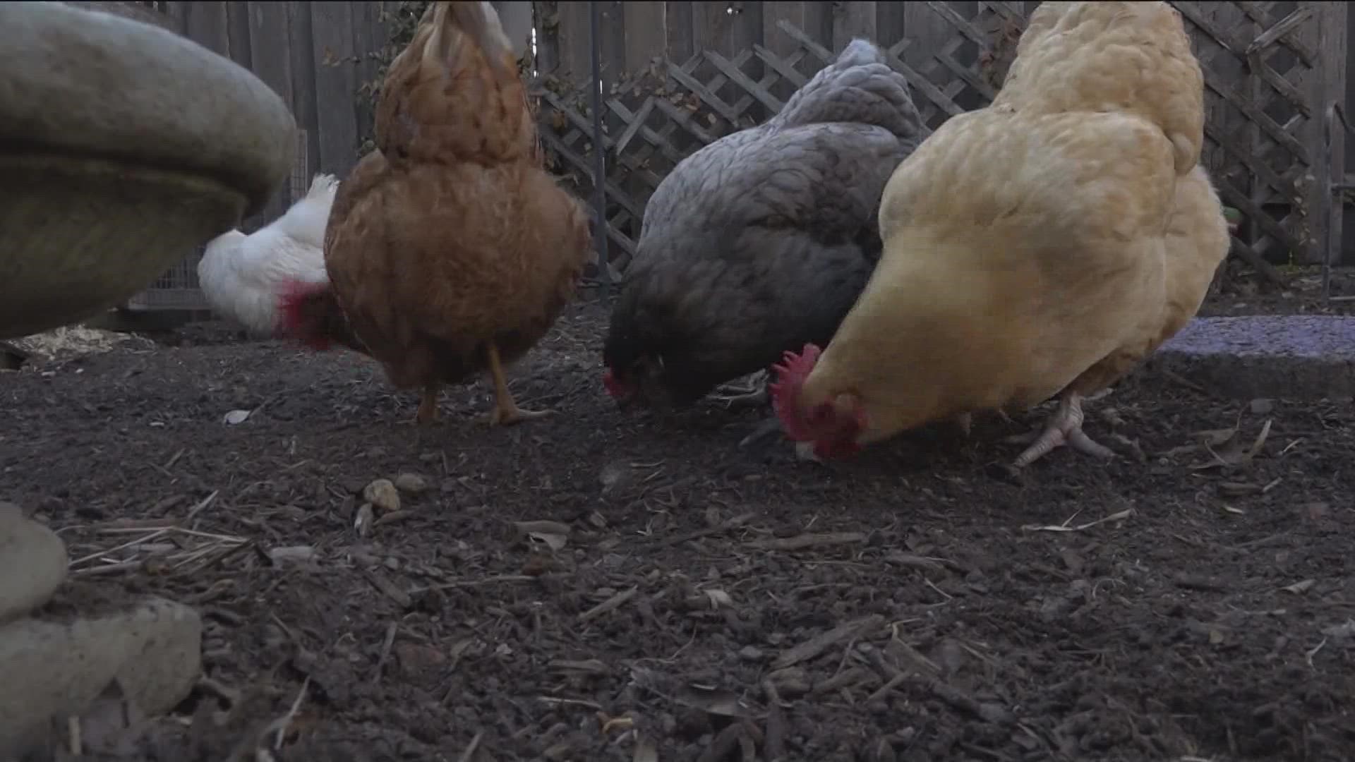 local-farmers-give-alternatives-to-high-grocery-store-egg-prices-kvue