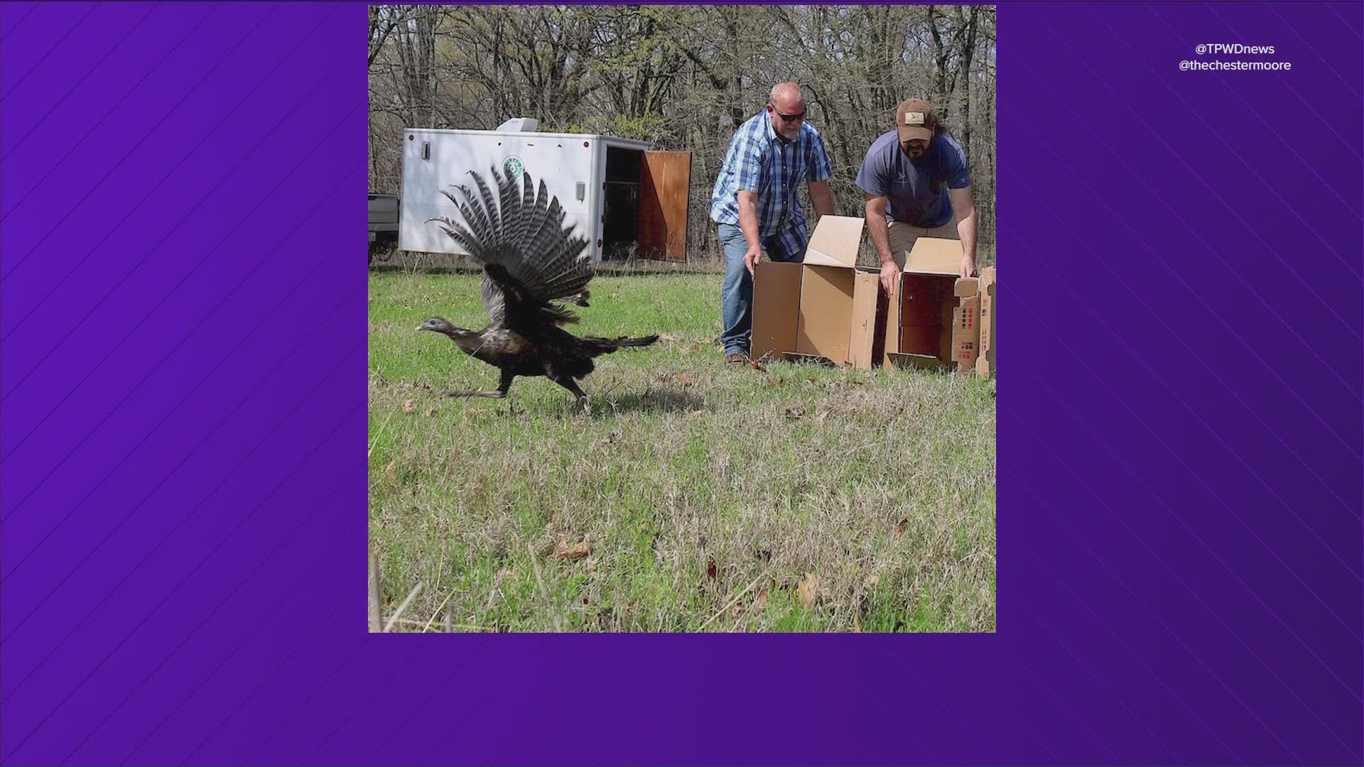 Officials with the South Dakota Game, Fish and Parks Department dropped off some turkeys in Texas.