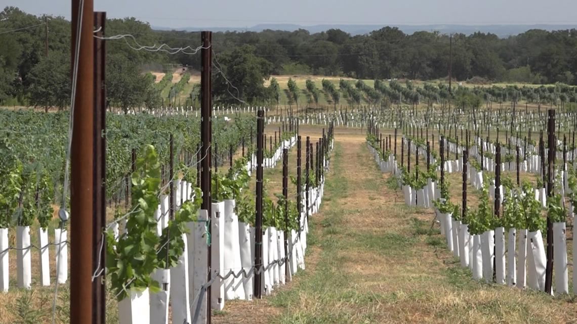 Local vineyard expecting largest harvest ever despite this summer's heat wave - Vimarsana News