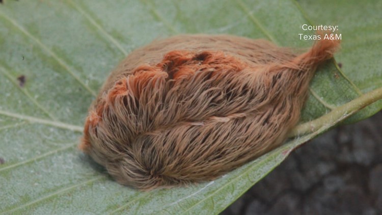 Asp caterpillars are starting to pop up again in Central Texas | kvue.com