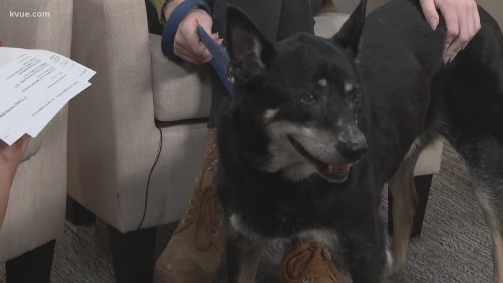 Maverick is an almost senior German Shepherd mix currently staying at Austin Pets Alive!