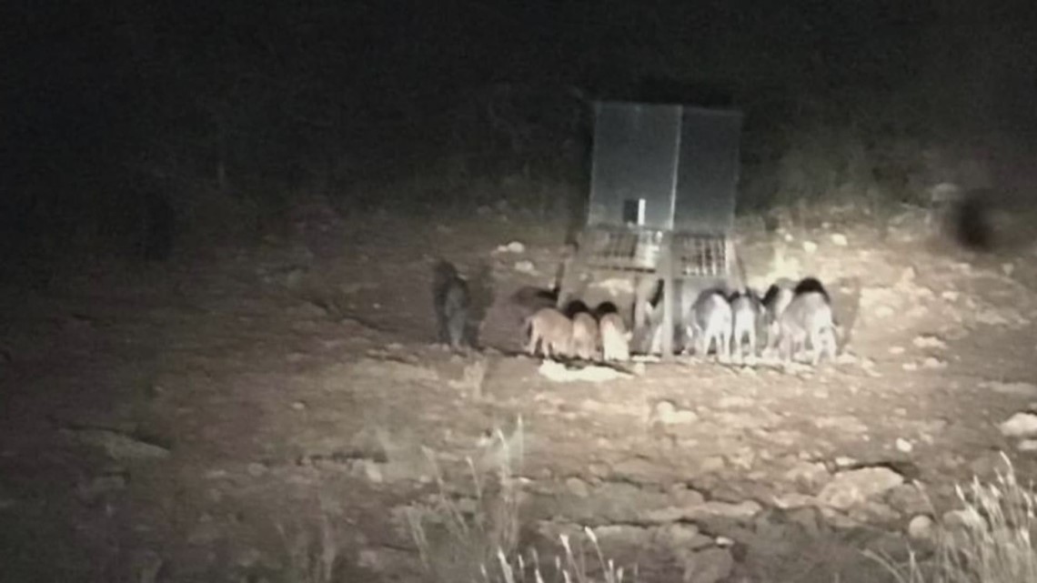 Texas law allows anyone to hunt feral hogs without a license on private