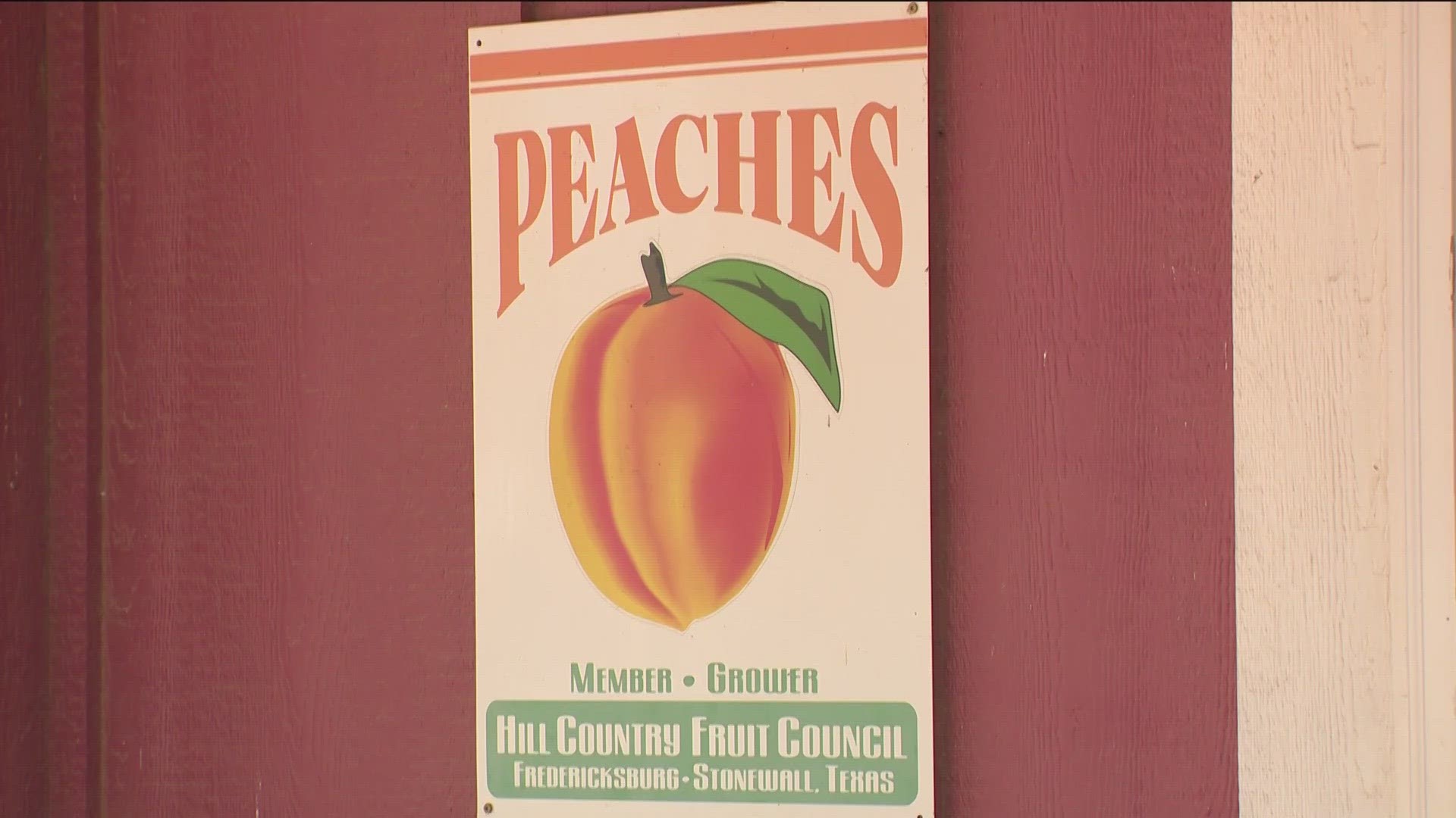 Summer in Texas typically means it's peach season, but weather conditions haven't been kind to the fruit this year.