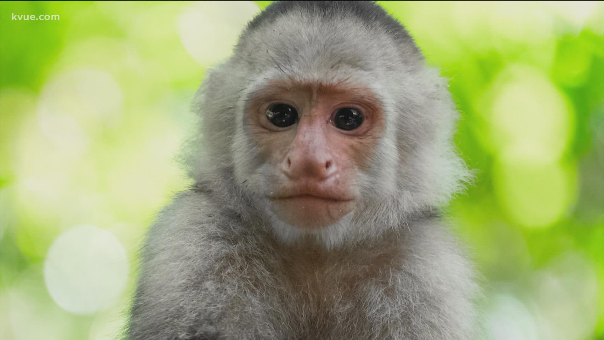 The group claims researchers used an unapproved substance called "Bioglue" that killed monkeys by destroying parts of their brains.