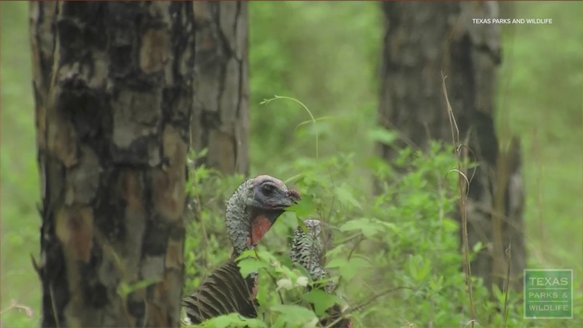 when-does-hunting-season-start-in-texas-this-year-kvue