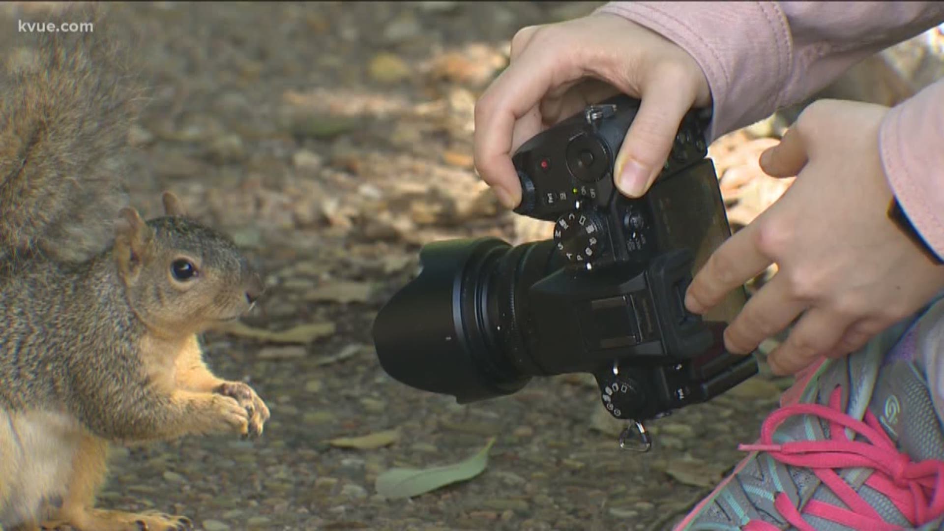 An Austin woman loves the squirrels at the University of Texas so much she's turned her passion for them into a yearbook.