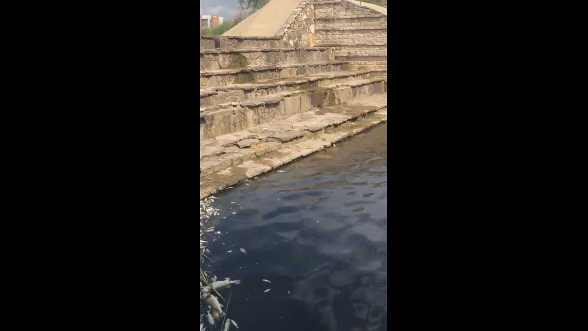 This video -- sent to us by a viewer -- shows hundreds - if not thousands of dead fish in the Cedar Park Town Center Pond.